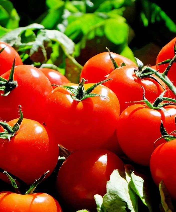 Svizzera, seimila piantine di pomodori distrutte in aeroporto per un virus. Ecco come (e in parte l'esperienza Covid insegna)