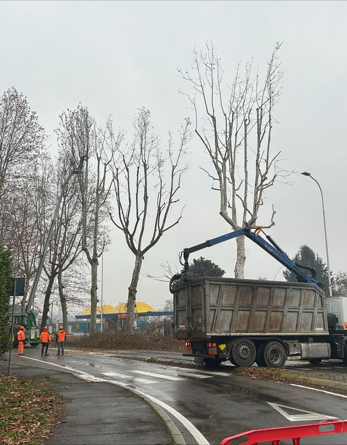 Iniziati i lavori di potatura delle piante in viale Toscana