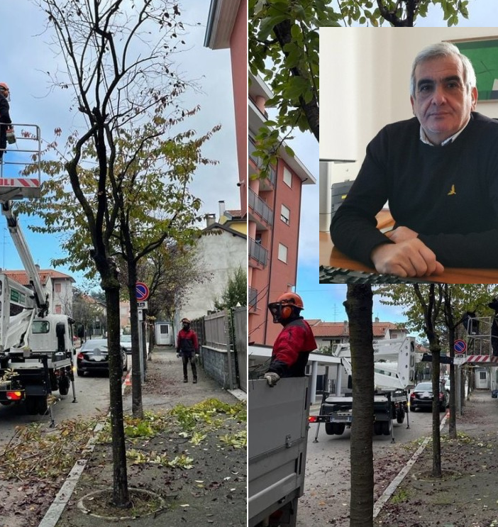 Potature a Borsano. Nel riquadro, il consigliere delegato Tallarida