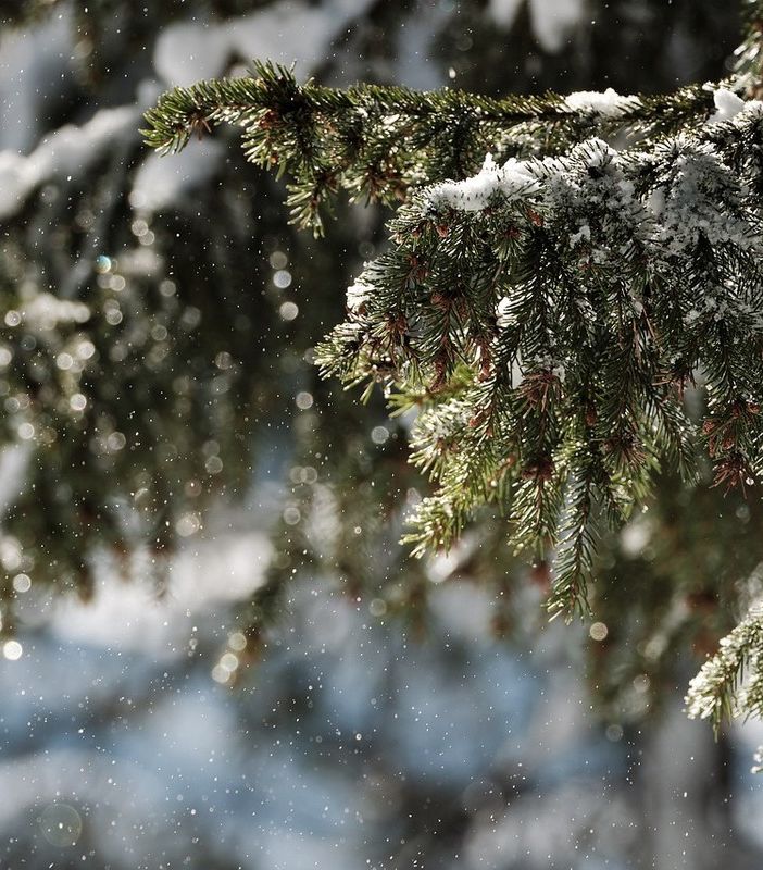 “Natale in Pineta” a Oggiona con Santo Stefano