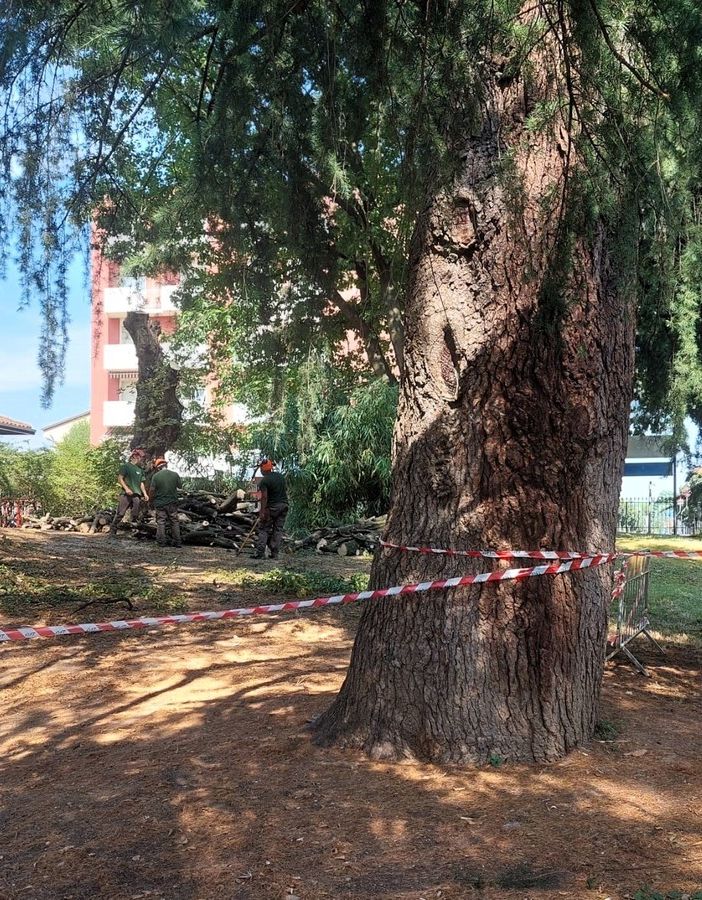 FOTO. Rimossi gli alberi pericolosi al parco di Villa Durini
