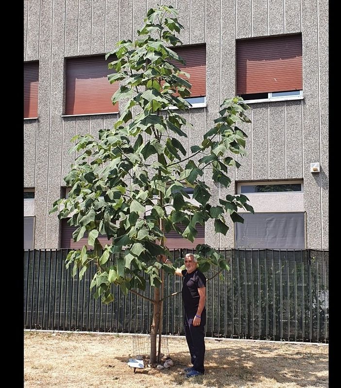Tallarida con la paulownia piantata davanti al municipio di Busto. Sotto, l'Apecar del consigliere comunale Tallarida con la paulownia piantata davanti al municipio di Busto. Sotto, l'Apecar del consigliere comunale