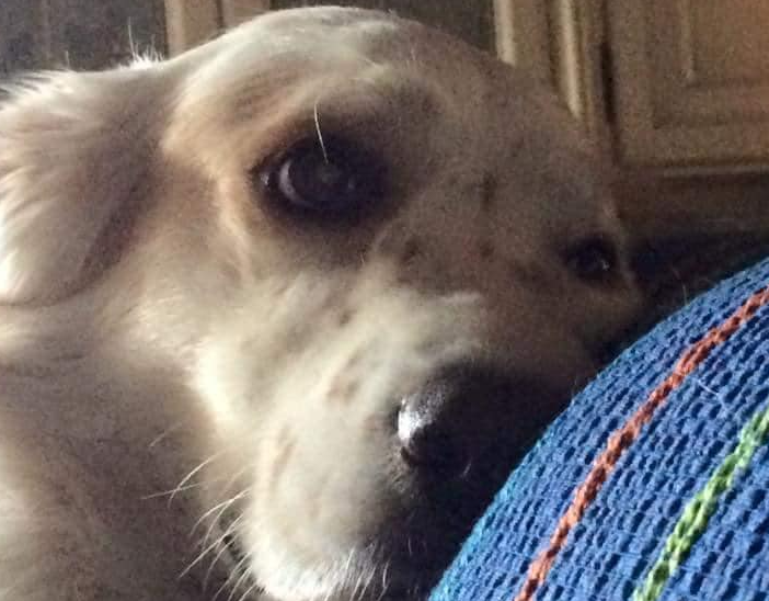 Thiago, il cane del sindaco di Samarate