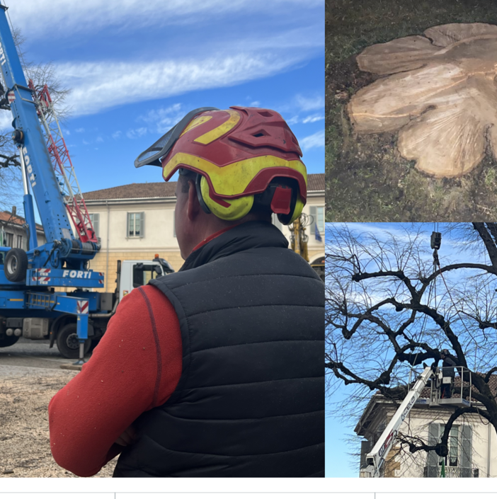 FOTO E VIDEO. Così non c'è più il &quot;pianton&quot;. «Era troppo pericoloso, arriverà un abete»