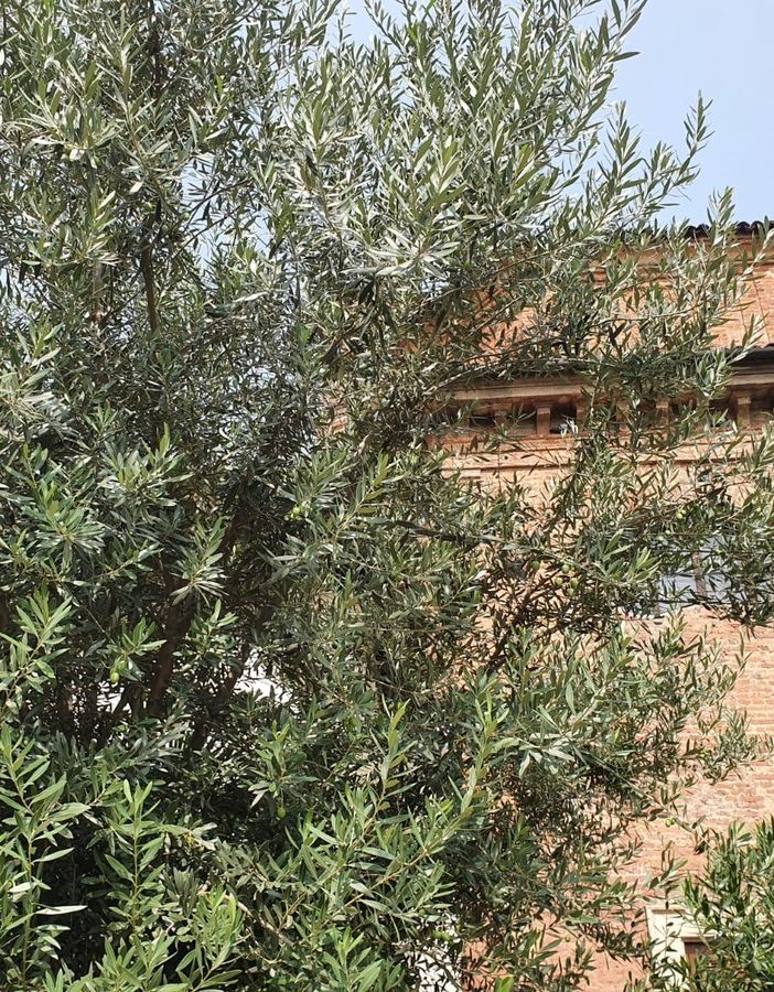 L’albero della pace pieno di olive nel centenario di Angioletto Castiglioni