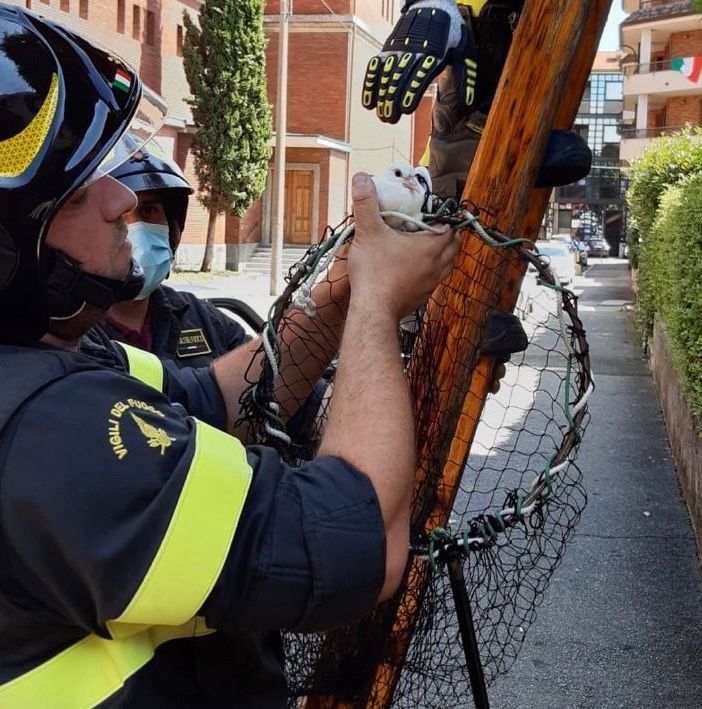 Colombe salvate dai vigili del fuoco. L'appello: «Pensate di liberarle ai matrimoni, ma le condannate a morte»