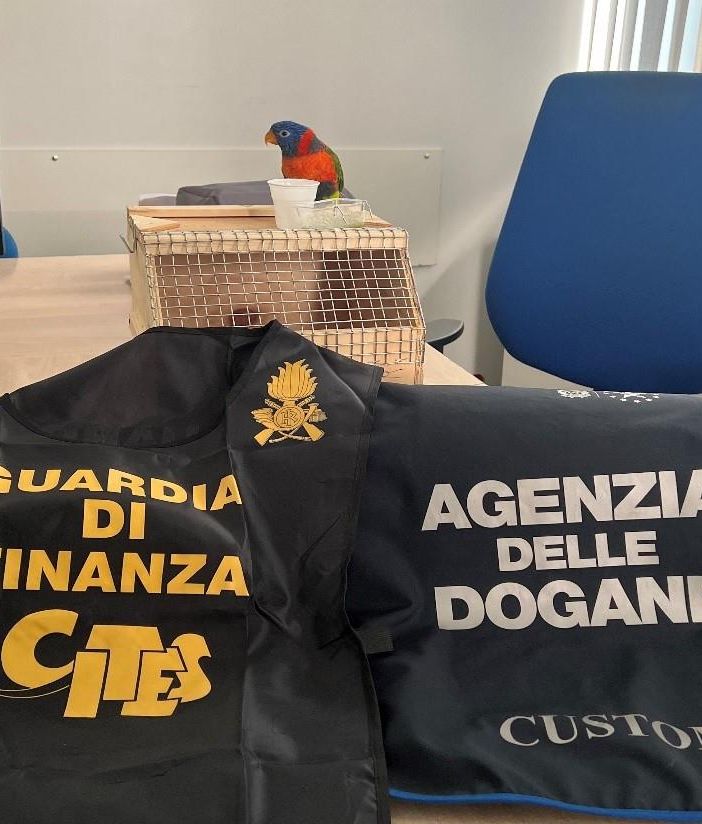 Alla frontiera con un pappagallo &quot;proibito&quot;: svizzero denunciato dalla Finanza
