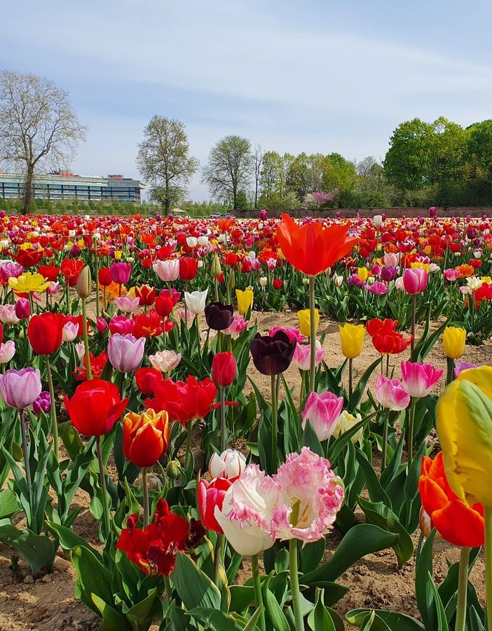Seicentomila tulipani alle porte di Saronno: come e quando andare a raccoglierli