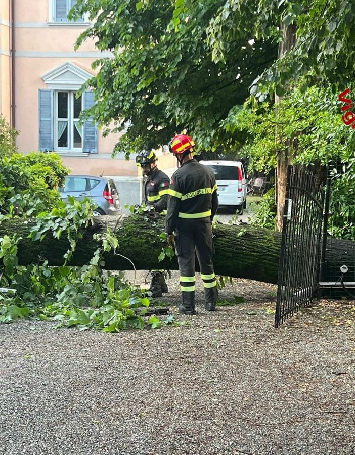 Alberi caduti tra Varese e Malnate a causa del violento temporale notturno