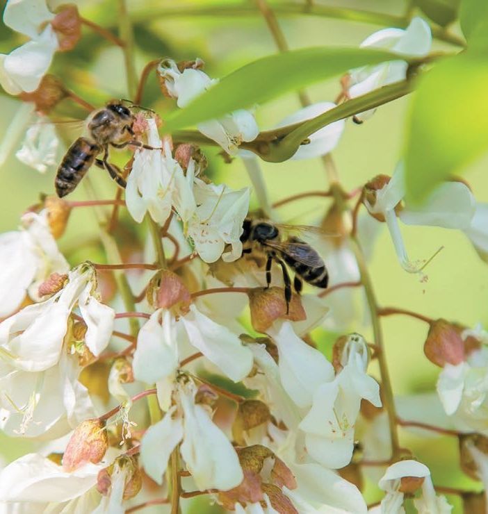Coldiretti: «Grandine e pioggia stanno rendendo difficile la raccolta dell'acacia nel Varesotto»