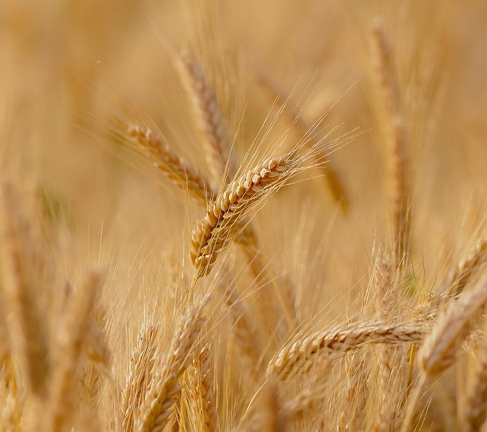La denuncia di Coldiretti Lombardia: «L'inflazione sta strozzando le imprese agricole»