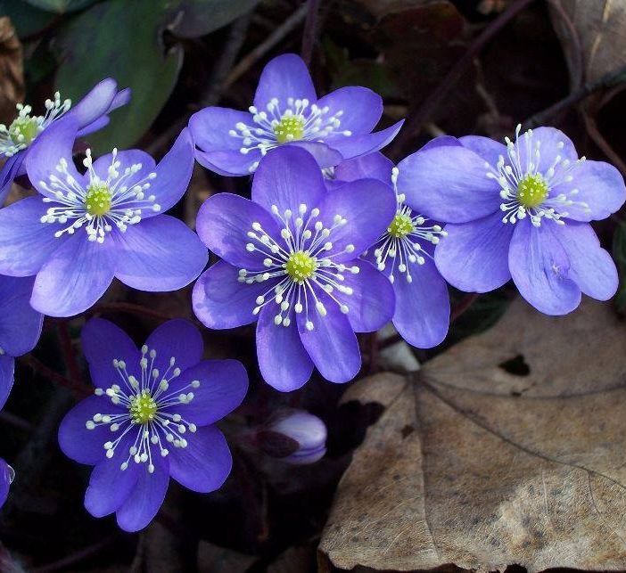 Aria di primavera nei prossimi giorni: l’Erba trinità è la pianta del mese nella foto della Società Astronomica G.V. Schiaparelli