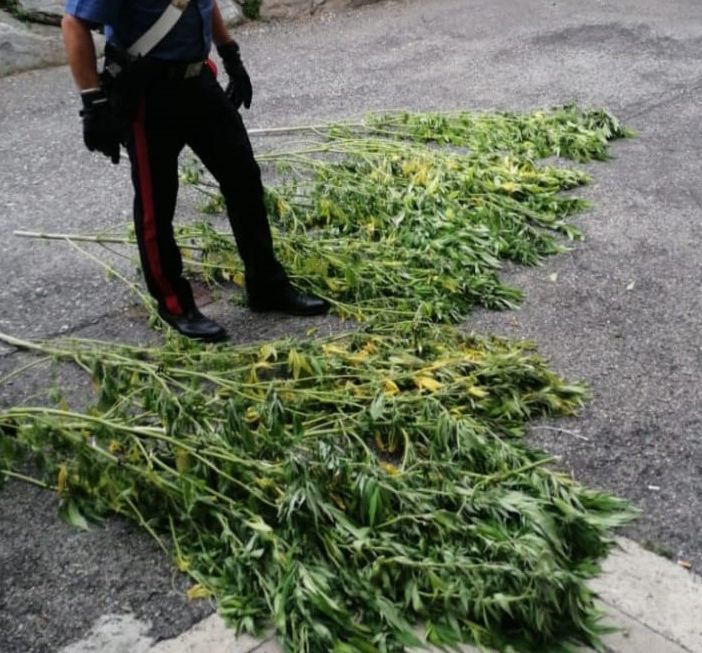 Coltivava nel giardino di casa delle piantine di marijuana: arrestato a Besozzo un 28enne