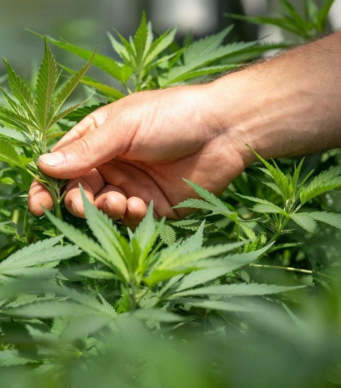 Come si evoluta la percezione del CBD negli anni