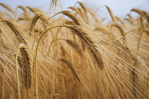 «Impatto grave sull’agricoltura mentre i costi di produzione salgono alle stelle»