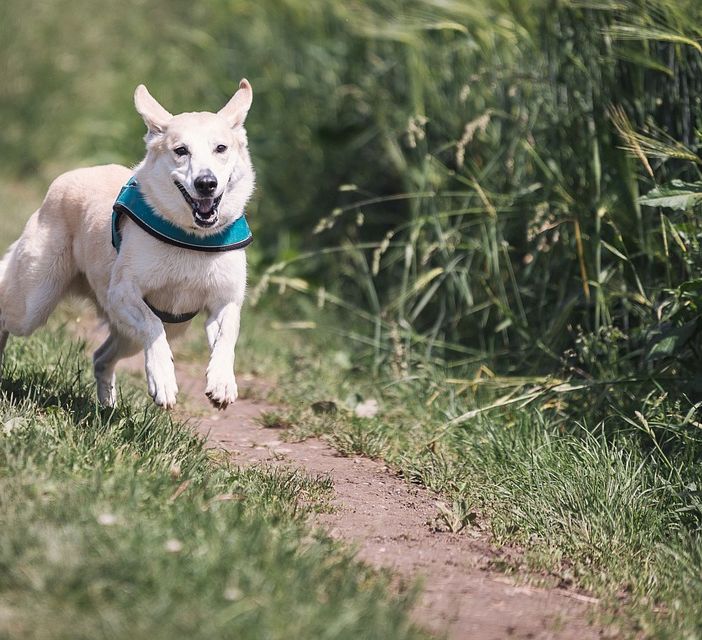 Arcisate, parte la campagna di sensibilizzazione per la raccolta delle deiezioni canine