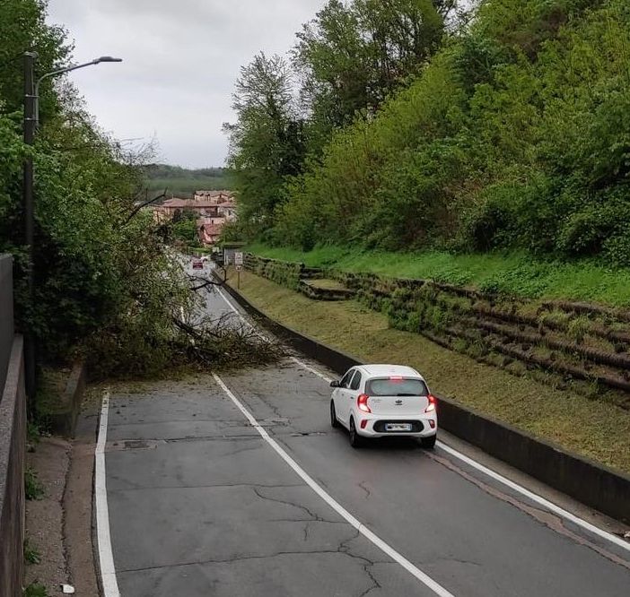 Un albero caduto in passato in via Macchio a Cavaria a causa del maltempo