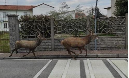 Cervi a spasso per le strade di Cislago. Il Comune invita gli automobilisti alla massima prudenza