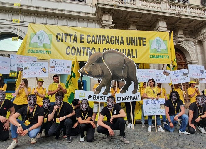 La siccità spinge i cinghiali nei centri urbani mentre i danni nel Varesotto continuano
