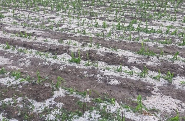 Maltempo. Coldiretti: «Milioni di danni nelle campagne lombarde»
