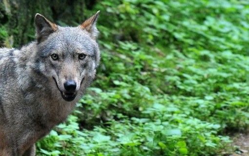 Sbranano due mucche, due giovani lupi uccisi in Svizzera