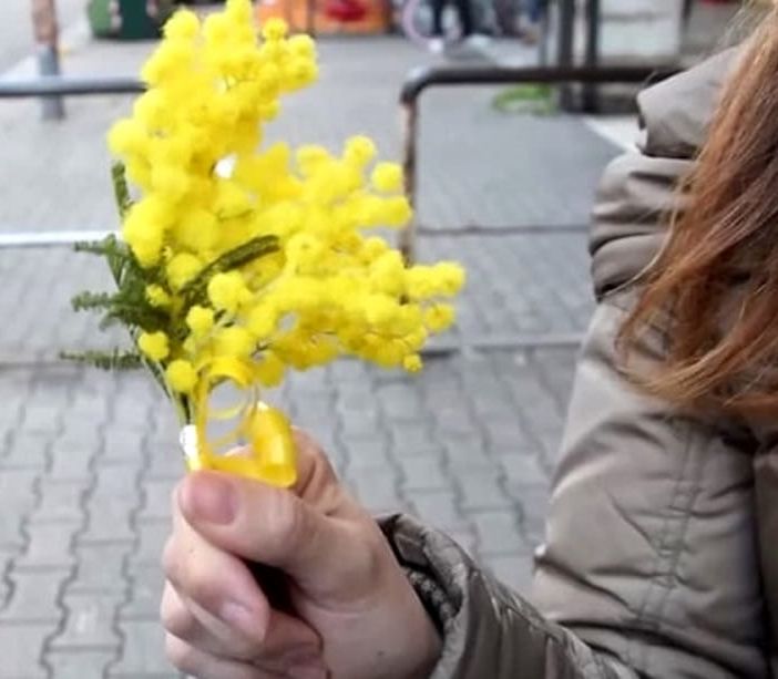 Festa della Donna, in provincia di Varese oltre 6 su 10 regalano la mimosa: i prezzi oscillano tra i 5 e i 20 euro