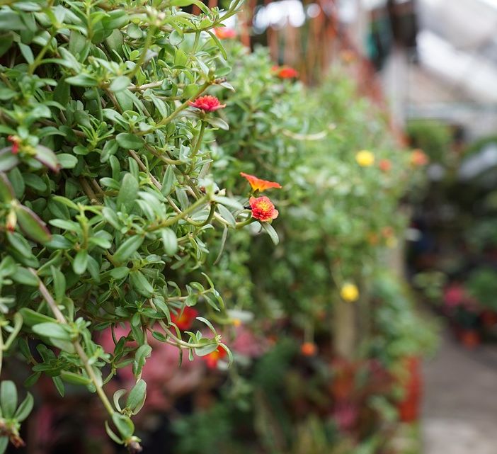 L'allarme di Coldiretti: «La floricoltura varesina non può reggere un altro lockdown»