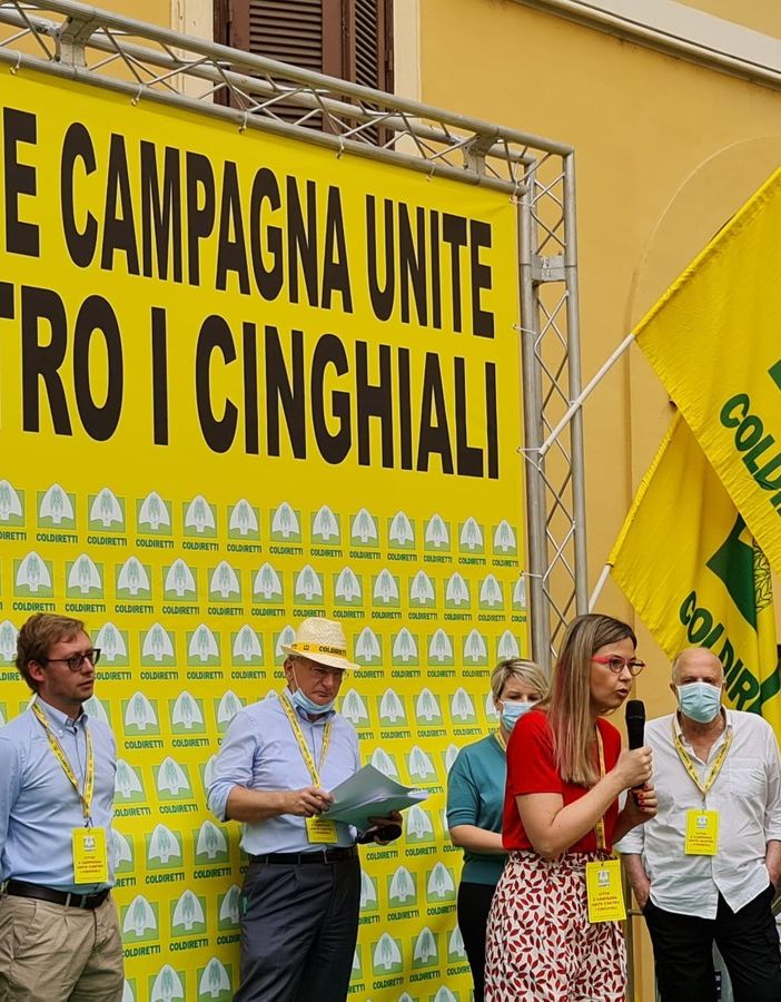Cinghiali, Gadda (IV): «Si firmi subito decreto Bellanova per contenimento peste suina e revisione legge 157»