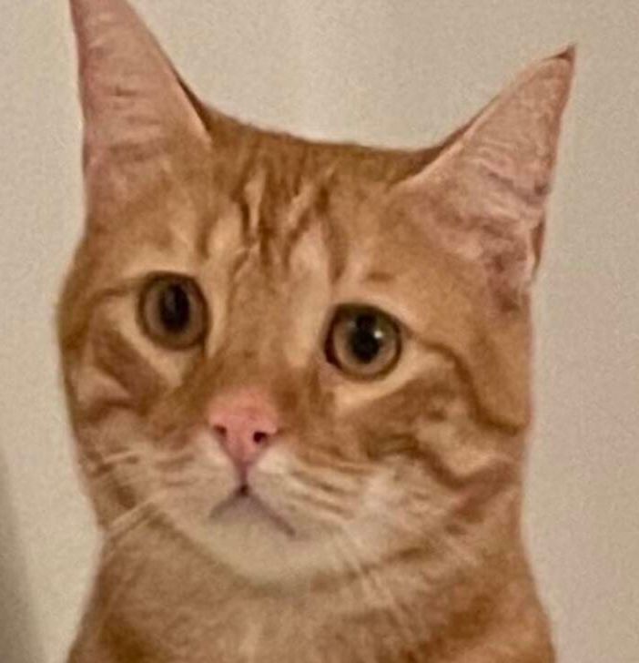 Il gatto Oreste è stato ritrovato
