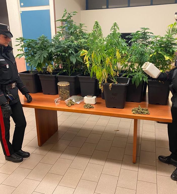 Albizzate, una serra di marijuana in casa: quarantenne in manette