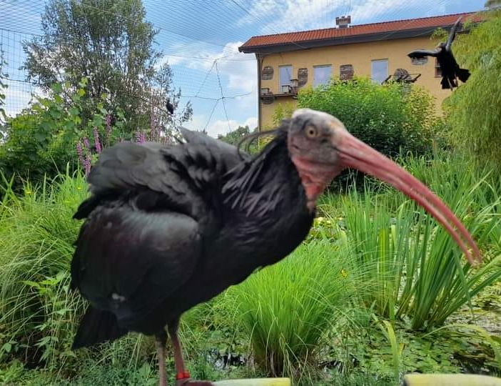 Uno degli esemplari di Ibis Eremita fuggito dalle voliere della Fattoria Esotica di Canegrate