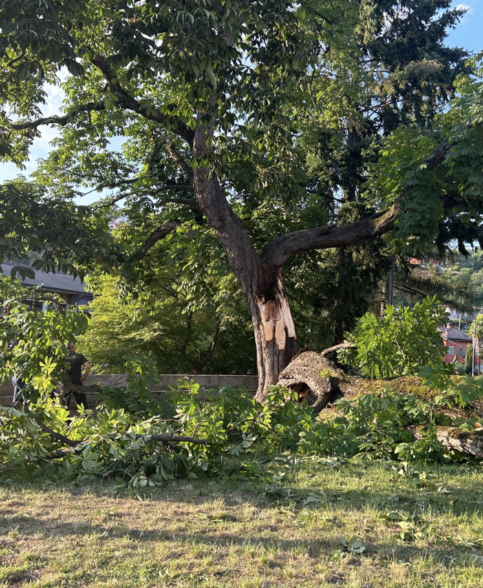 Albero crollato a Luino, ci sono due indagati