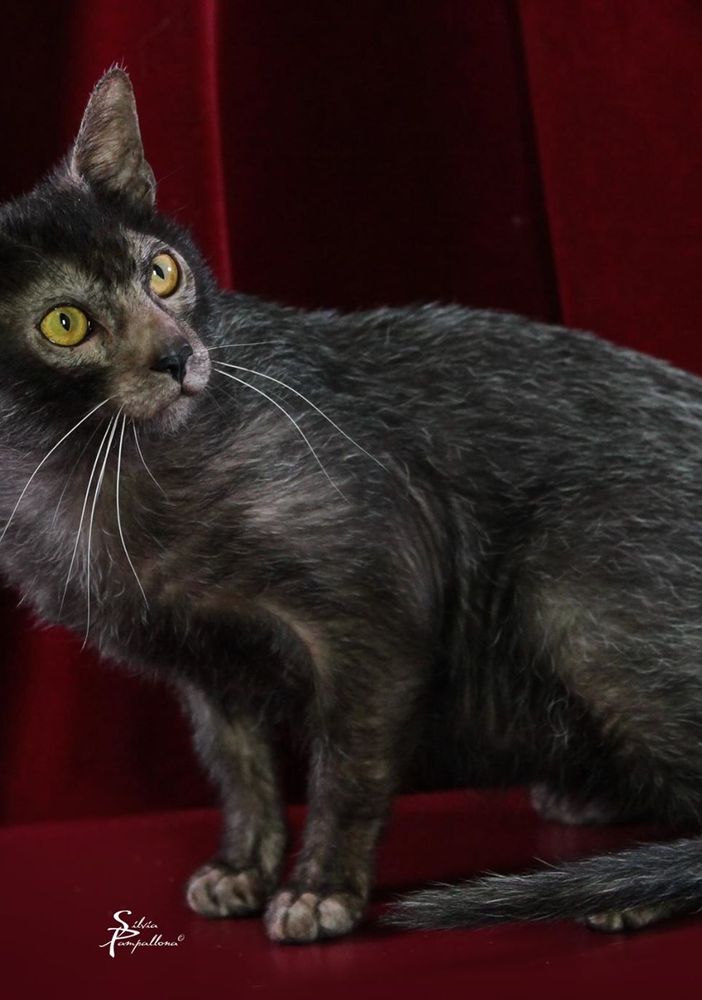 A Petsfestival 2022 gatti da tutto il mondo!