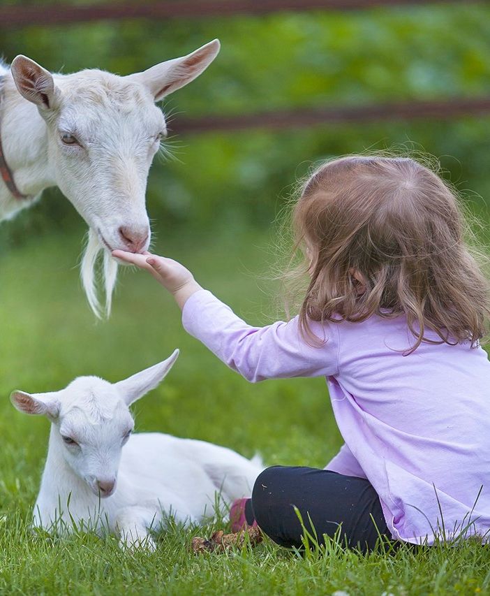 C’è Heidi? No, ma tante caprette sì!