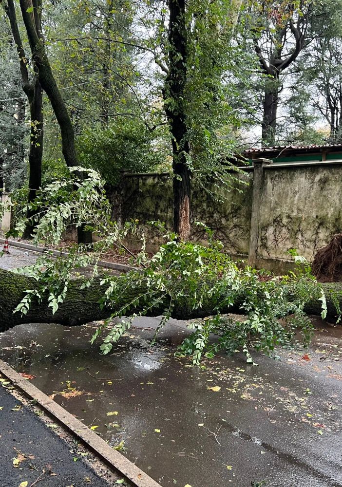 L'albero caduto in via Alliata (foto da IlSaronno.it inviata da un lettore)
