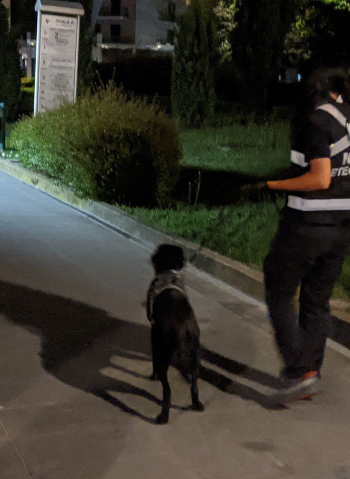 Shane il cane antidroga di Saronno (foto d'archivio da IlSaronno.it)