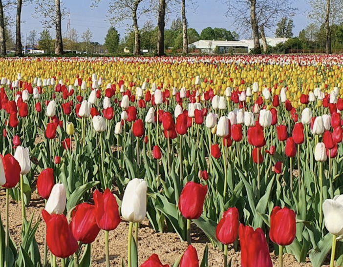 Torna il campo di tulipani di Arese: dagli ingressi gratuiti ai nuovi fiori. Qui novità e gli orari