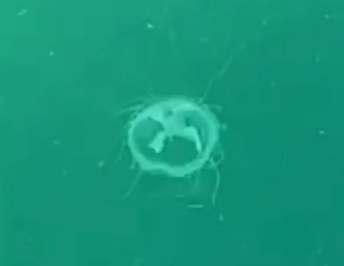 Le meduse avvistate nel Ceresio