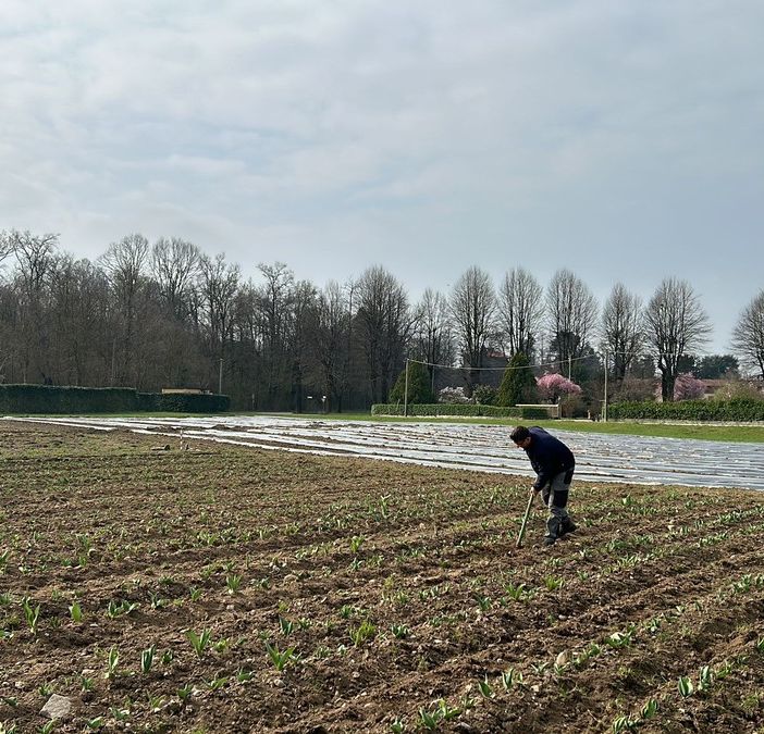 Un campo di tulipani per una primavera indimenticabile: arriva Somma Lombardo in fiore!