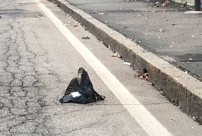 VIDEO: Sparviero a caccia in via Sanvito e il traffico si ferma