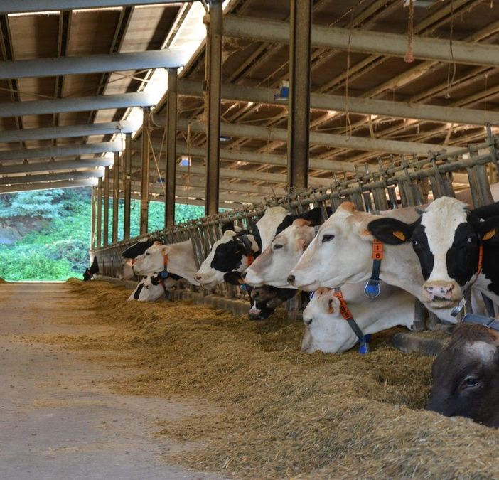 Sant'Antonio, sono più di 36 milioni gli animali della fattoria lombarda