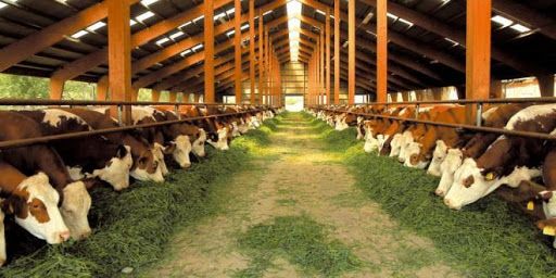 «Rincari delle materie prime, ripercussioni preoccupanti per le stalle»: l'allerta di Coldiretti Varese