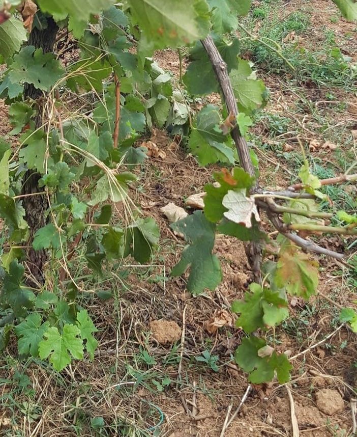 Il vigneto didattico di Tradate preso d'assalto dai cinghiali (foto dalla pagina Facebook dell'assessore Pipolo)