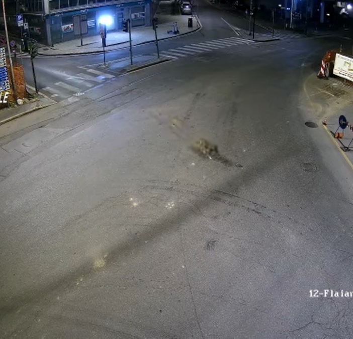 L'esemplare di lupo avvistato a Varese