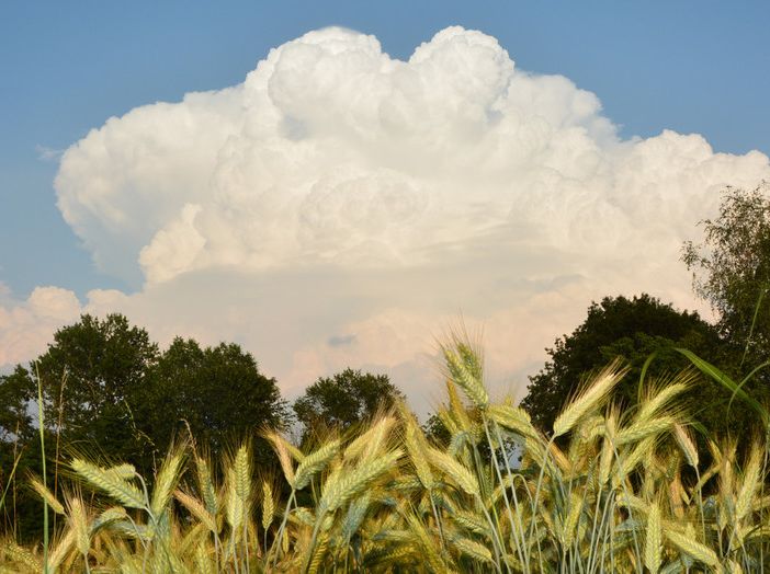 Cumulonembo svetta sopra i campi del grano  (Foto P. Valisa tratta da astrogeo.va.it)