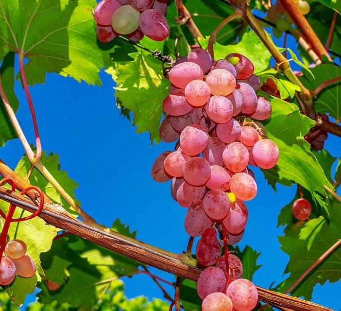 Vendemmia posticipata in Lombardia: la raccolta dell'uva slitta di una settimana per il clima pazzo