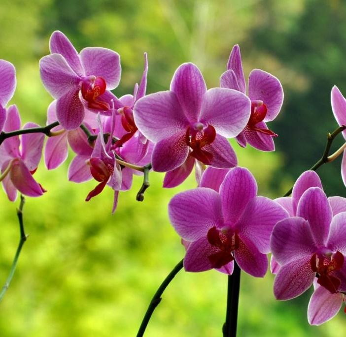 Giancarlo Pozzi con il figlio Edmondo nella loro Orchideria di Morosolo