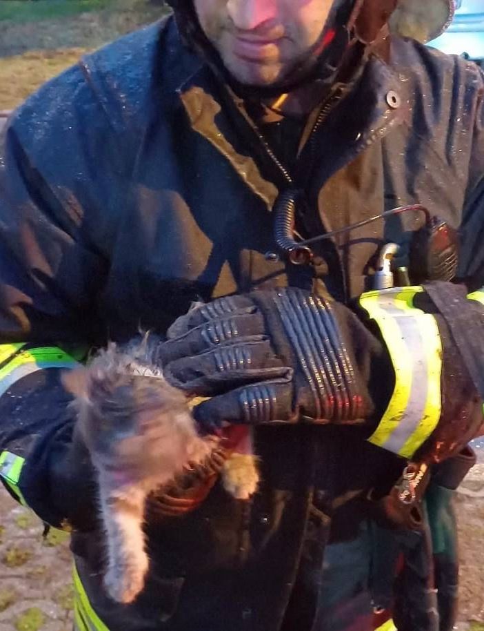 FOTO - Gatto si incastra tra le ruote posteriori di un'auto. Lo salvano i vigili del fuoco