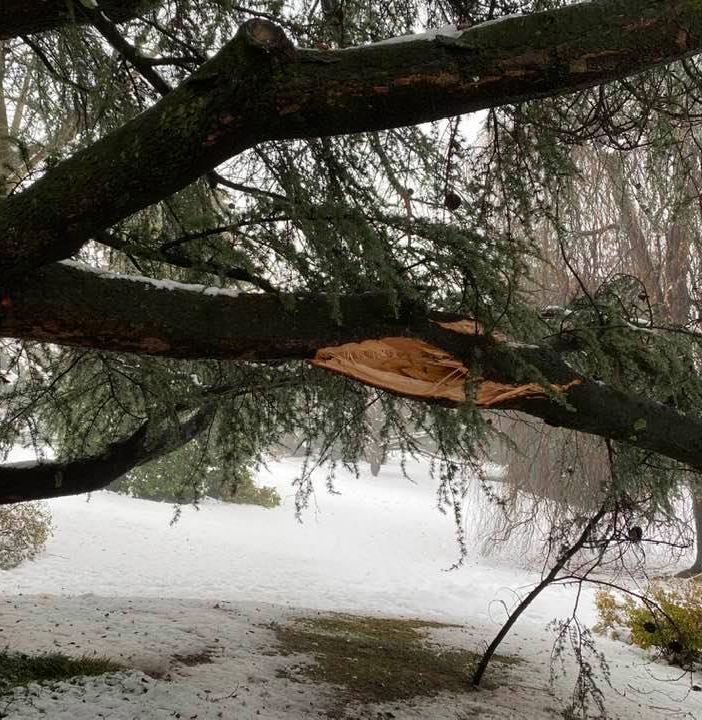 Alberi pericolanti, la provincia di Varese è seconda per interventi in Lombardia