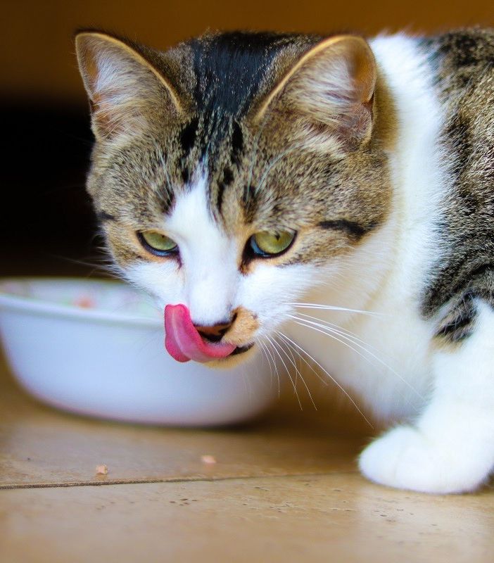 Cibo per gatti sterilizzati: meglio l'umido o il secco?